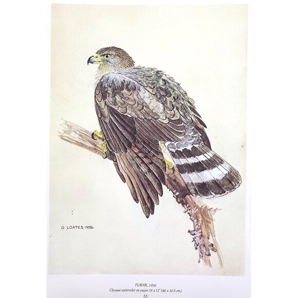 Hawk by Glen Loates Book Plate Reproduction Art Print 1977 9" x 13.5" - Picture 1 of 1